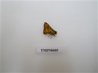 藏品(弄蝶)的圖片